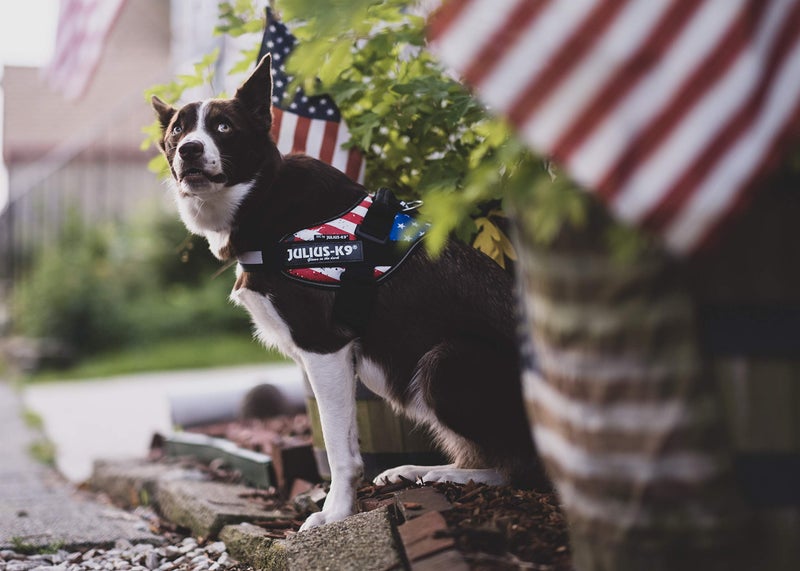 JULIUS K9  IDC Powerharness, Size: L/1, USA Flag - Image 4
